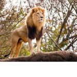 wild life Animals!!!