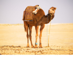 Beau and Bonnie ###