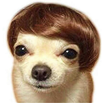 Cats and dogs r cute