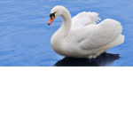 Swan's Domain