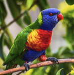 Rainbow Lorikeets