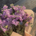 ~ Lavender Luvs ~