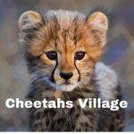 Cheetah’s Village!