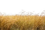 Savannah Grass