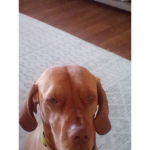 Rusty my dog