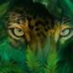 Jaguar Athletics