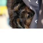Bear My dog
