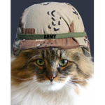 Cat nation ...