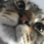 Catz4life
