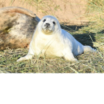 TSU (the seals united)