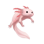 I axolotl