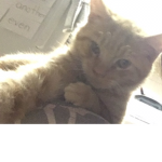 My Cat Tigger!