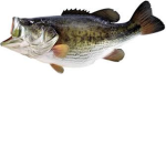 Fishing Community Group