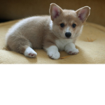 Corgi Roblox