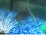 FISH ########