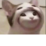 Popcats and mangos