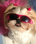 Shih tzu gang & shih tzu grup!!!!!!!