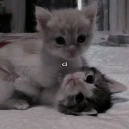 🐾