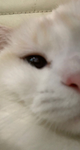 Wosowski