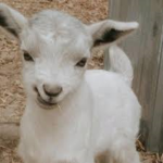 Cool meMe goats