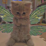 ɞutterflies