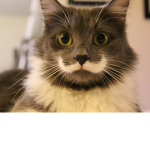 CuteCat