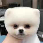 Robloxians with Dog