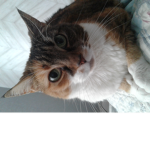 Kitty officiall fan group