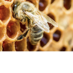 The Better Bees