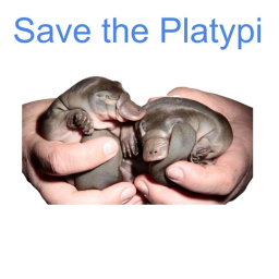 Platypus Rescue