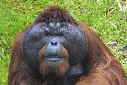 Bottom of Orangutan Mountain