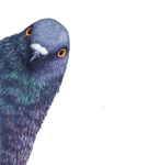 Pigeon Shop