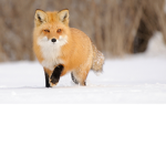 My fox group