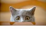 Hhgugggh
