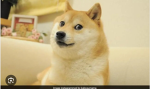 dogessssssssss
