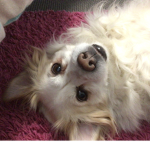 Princess the puppy!!