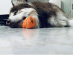 fluffy dogs squaddz