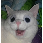 !!Soaring Meowzers!!