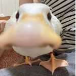 P0llys l1fe
