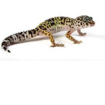 pls goin if u love lizards like me
