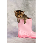 Kittys Friends