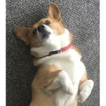 CorgiWorgi