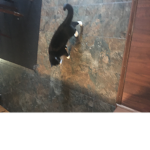 Cats are coming