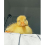 Little-Ducks