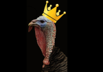 TURKEY BURGER OF THE BIRD