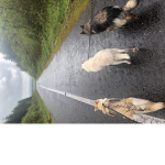 The dog girly gang
