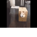 Dawgy