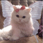 Charlottes Fairy’s
