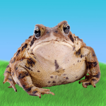 Yellow Toad Productions