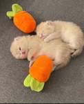 Kittengamer221